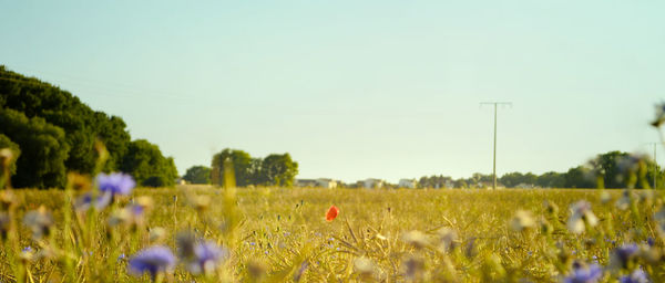 Close-up of oilseed rape field against clear sky