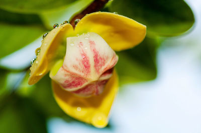 Close-up of wet yellow rose flower