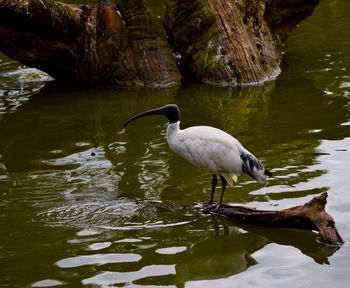 Bird perching on rock by lake