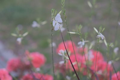 Close-up of flowering plants on field