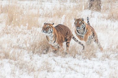 Tigers playing chase in winter 