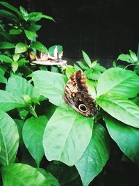 Close-up of butterfly perching on flower