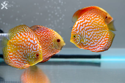 Close-up of fish swimming in aquarium