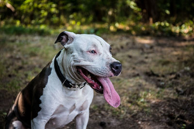 Dog looking away on field