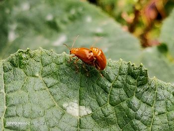 Close-up of insect on leaf