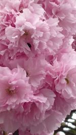 Close-up of pink flowers