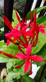 Close-up of red cactus plant