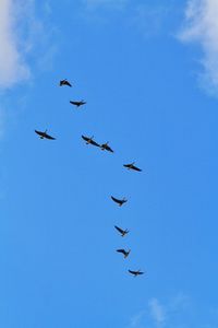 Low angle view of birds flying in sky