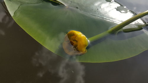 High angle view of yellow flower in water