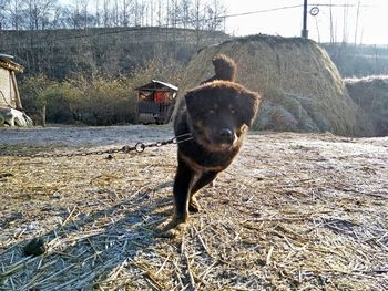 Dog on field during winter