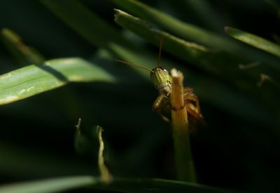 Close-up of insect on leaf