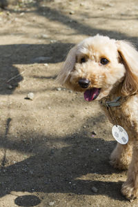 Portrait of dog sticking out tongue