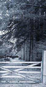 Bare trees in forest during winter