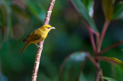 Summer tanager - piranga rubra female perching on a branch