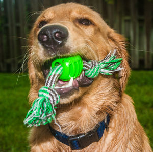 Close-up of a dog