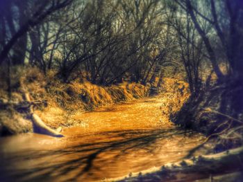 Stream amidst bare trees against sky