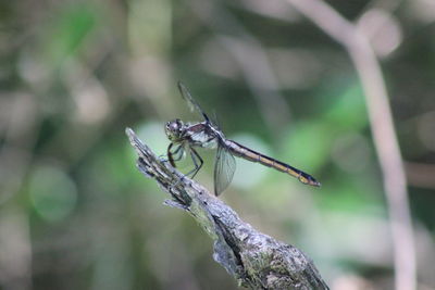 Close-up of damselfly perching on leaf