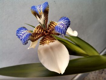 High angle view of iris growing on plant