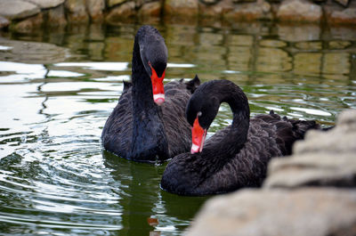 Black swans in the lake