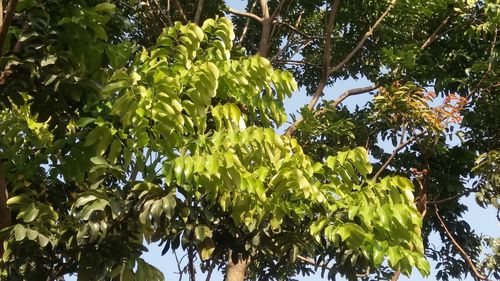 Low angle view of tree