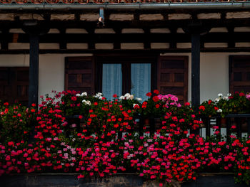 Pink flowering plants against building