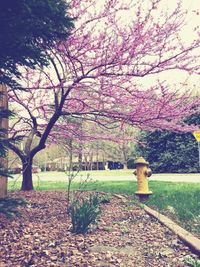 Trees in park