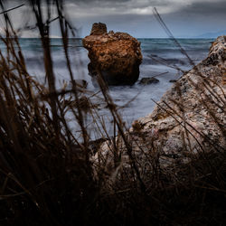 Dry plants on shore at beach against sky