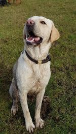 Close-up of dog sitting on grass