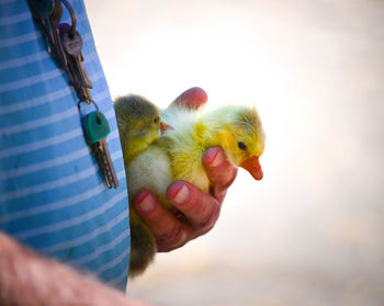 Close-up of man holding ducklings