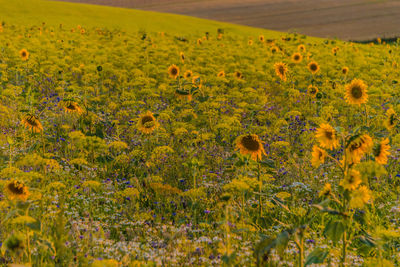 Scenic view of flowering plants on field