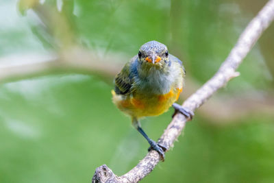 Close-up of bird perching on branch