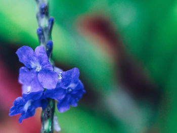 Close-up of flower against blurred background