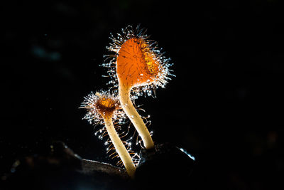 Close-up of orange leaf in sea