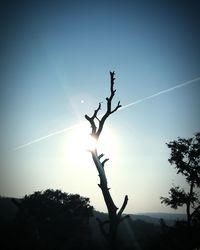 Low angle view of trees against sky