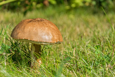 Close-up of mushroom growing on field