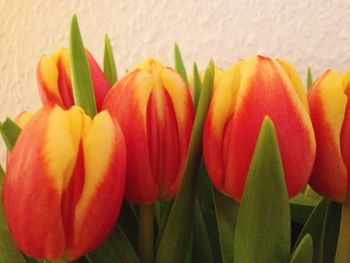 Close-up of orange flowers