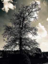 Low angle view of silhouette tree against sky