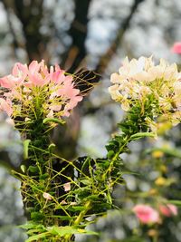 Close-up of flowers blooming outdoors