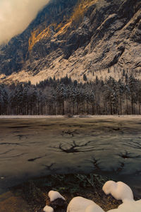 Close-up of trees against sky