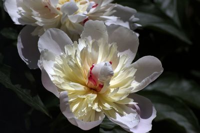 Close-up of white flowering plant