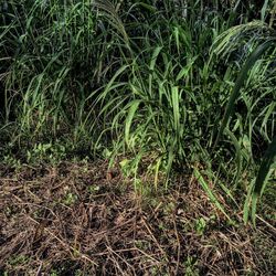 Plants growing on grassy field