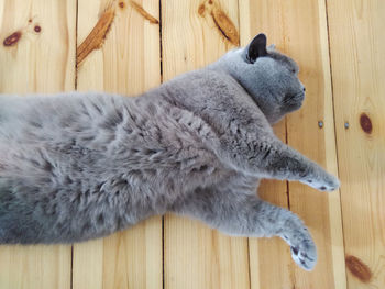 Close-up of cat resting on wooden plank
