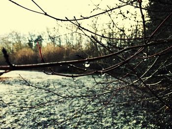 Close-up of branches against sky