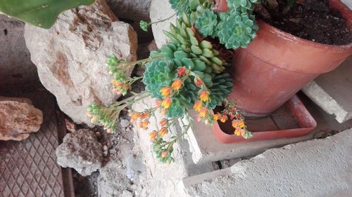 High angle view of potted plant