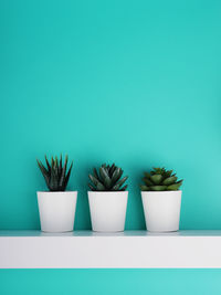 Close-up of potted plant against white background