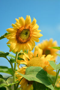 Close-up of yellow sunflower against sky