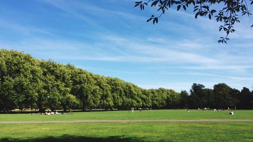 Trees in park against blue sky