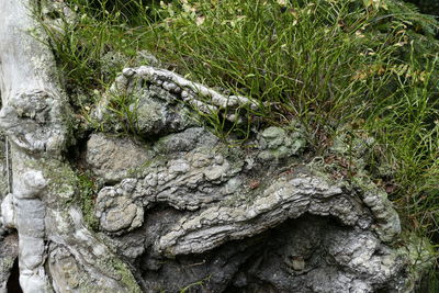 Close-up of statue on tree trunk