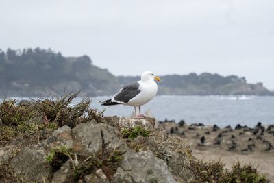 Seagull perching on rock by sea against sky