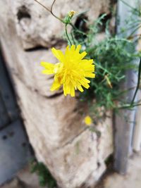 Close-up of yellow flowering plant